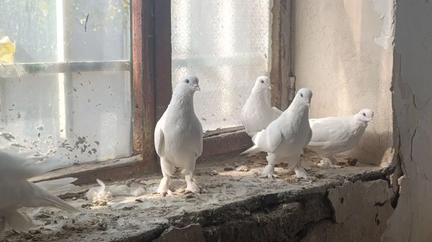 کبوتر رنگی|پرنده|بستان آباد, |دیوار