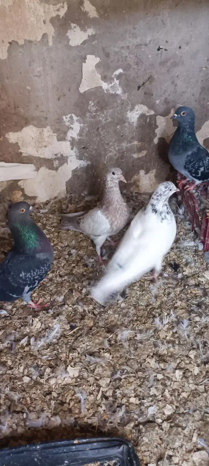 تعدادی کبوتر|پرنده|آبادان, |دیوار