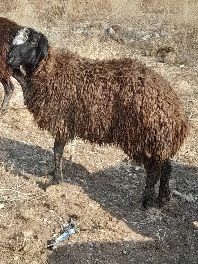 بره نرداشتی|حیوانات مزرعه|تاکستان, |دیوار