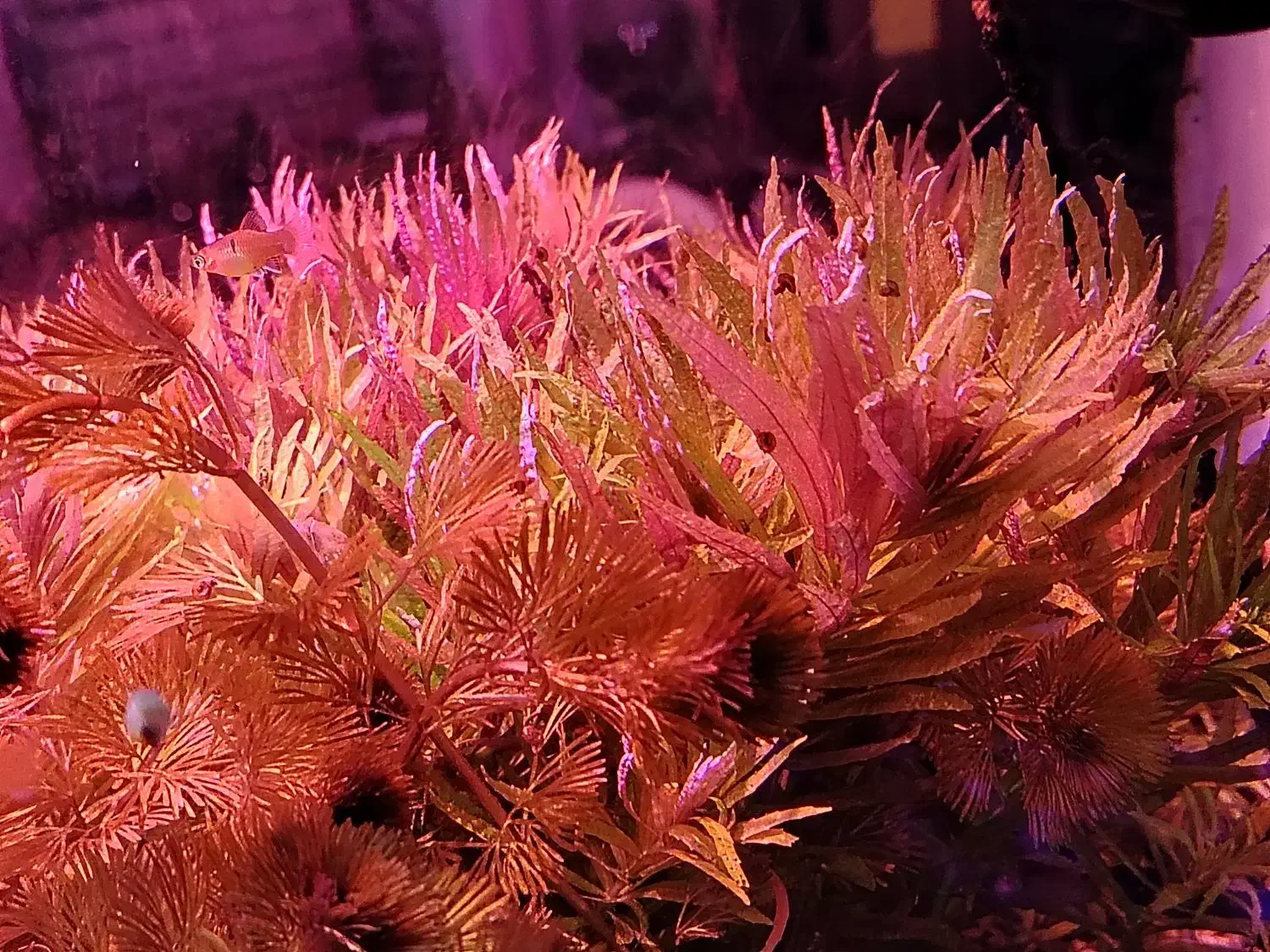 پلنت|ماهی|اصفهان, خواجو|دیوار