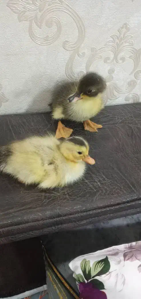 جوجه اردک|حیوانات مزرعه|رشت, گیل|دیوار