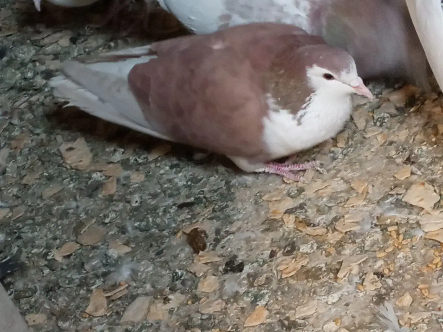 ماده خوشرنگ|پرنده|خمینیشهر, |دیوار