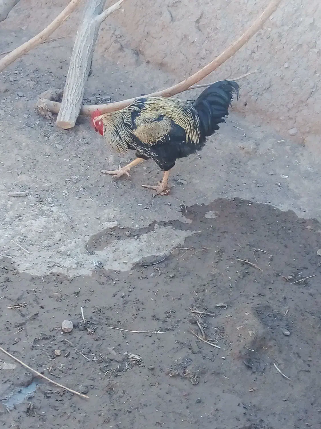 خروس سه عدد|حیوانات مزرعه|تربت جام, میان جام|دیوار