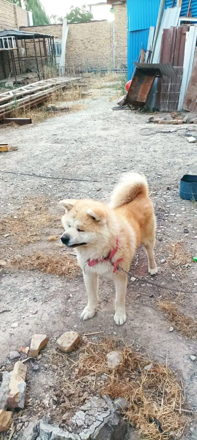 سگ آکیتا|سگ|مشکیندشت, |دیوار