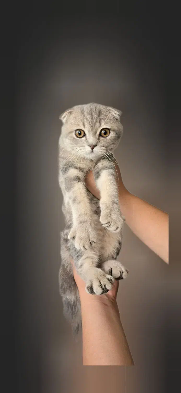 گربه گمشده|حیوانات|تهران, مشیریه|دیوار