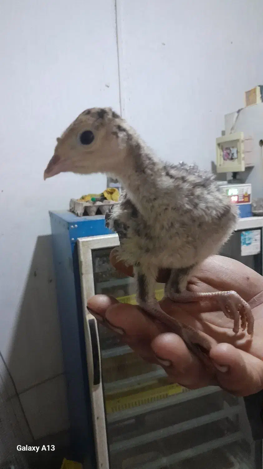 جوجه بوقلمون برنز|حیوانات مزرعه|گنبد کاووس, |دیوار