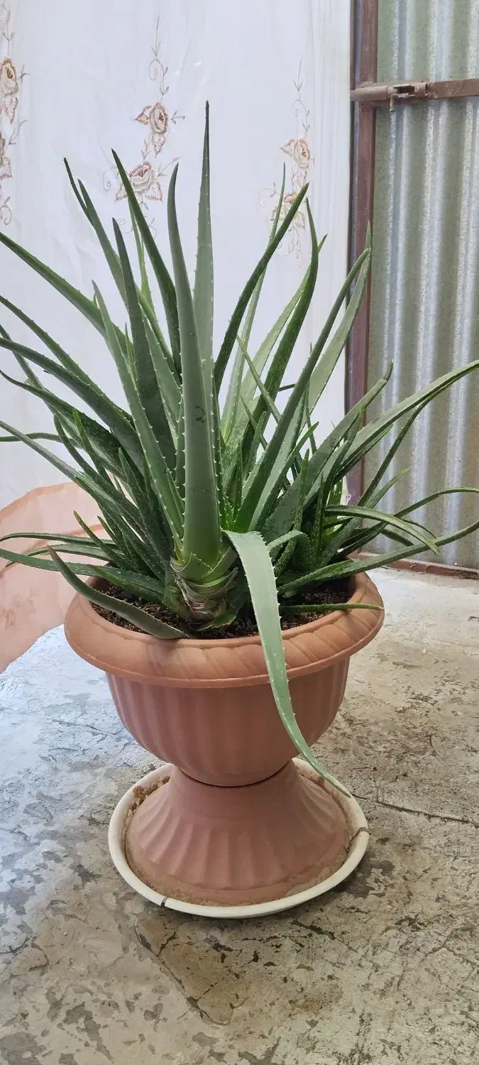 گل طبیعی|گل و گیاه طبیعی|بجنورد, |دیوار