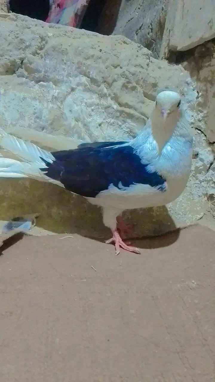 کبوتر دوکت موش|پرنده|هیرمند, |دیوار