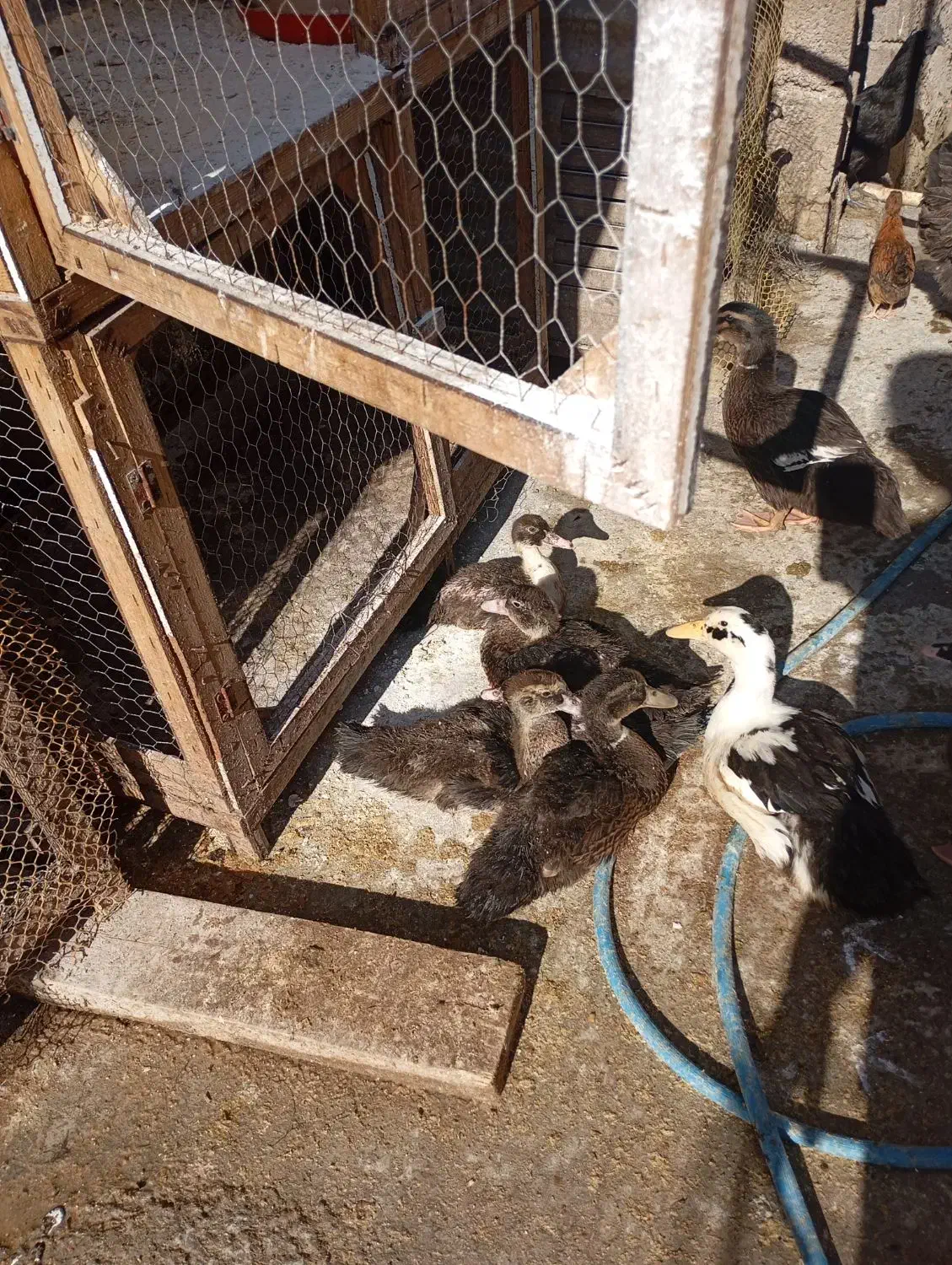 مرغ خروس بلدرچین غاز|حیوانات مزرعه|سنگر, |دیوار