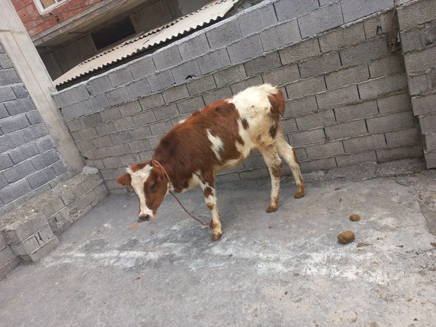 ۳ راس طلم سر حال پرواری خوراک خور|حیوانات مزرعه|نوشهر, |دیوار