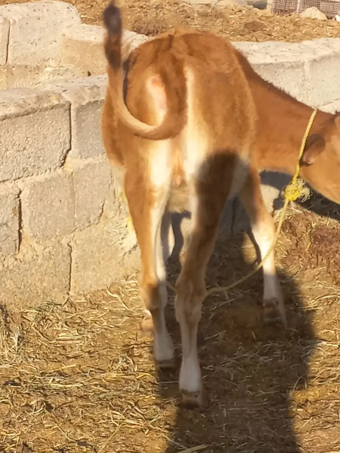 سلام گوساله جرسی اصل بخور|حیوانات مزرعه|جیرفت, |دیوار