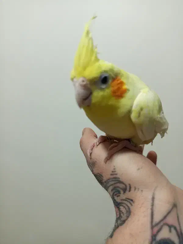 طوطی عروس مولد|پرنده|گرمدره, |دیوار