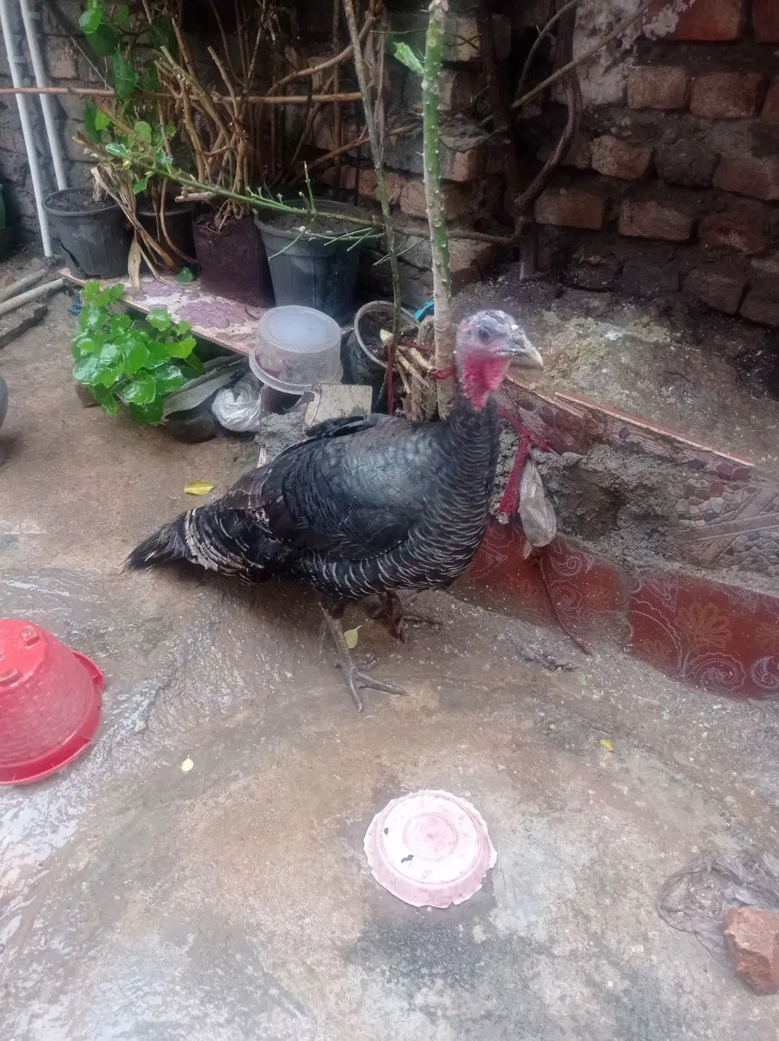 فروش پرنده وحیوان|حیوانات مزرعه|علیآباد کتول, |دیوار