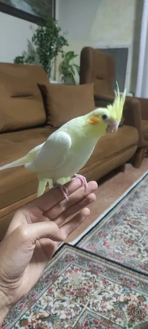 عروس هلندی جوجه دوماهه|پرنده|پرند, فاز ۱|دیوار