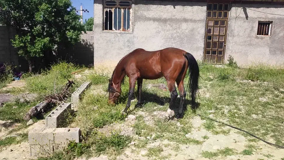 اسب|اسب و تجهیزات اسبسواری|بندر کنگان, |دیوار