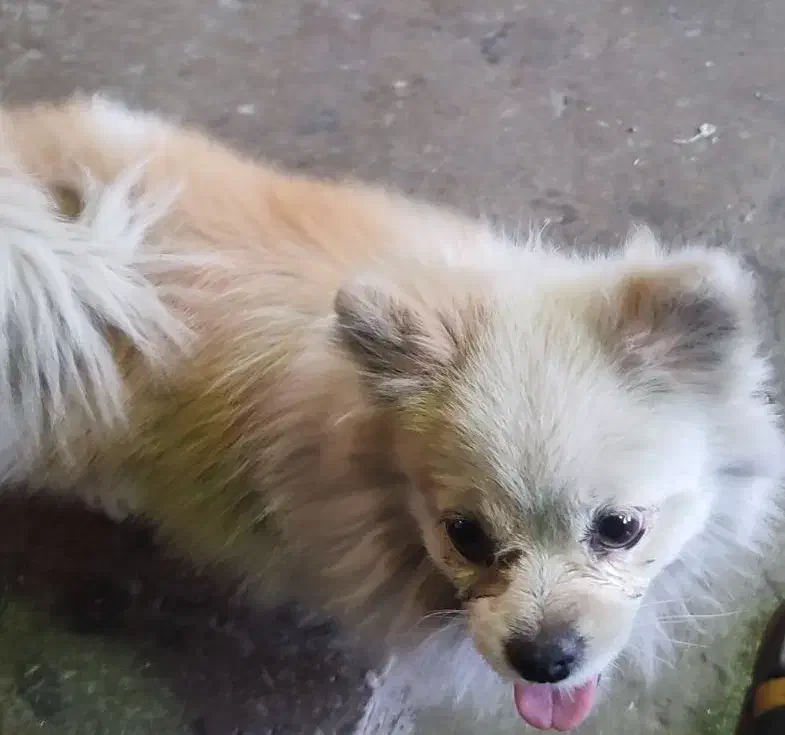 سگ گمشده|حیوانات|قیامدشت - خاورشهر, |دیوار