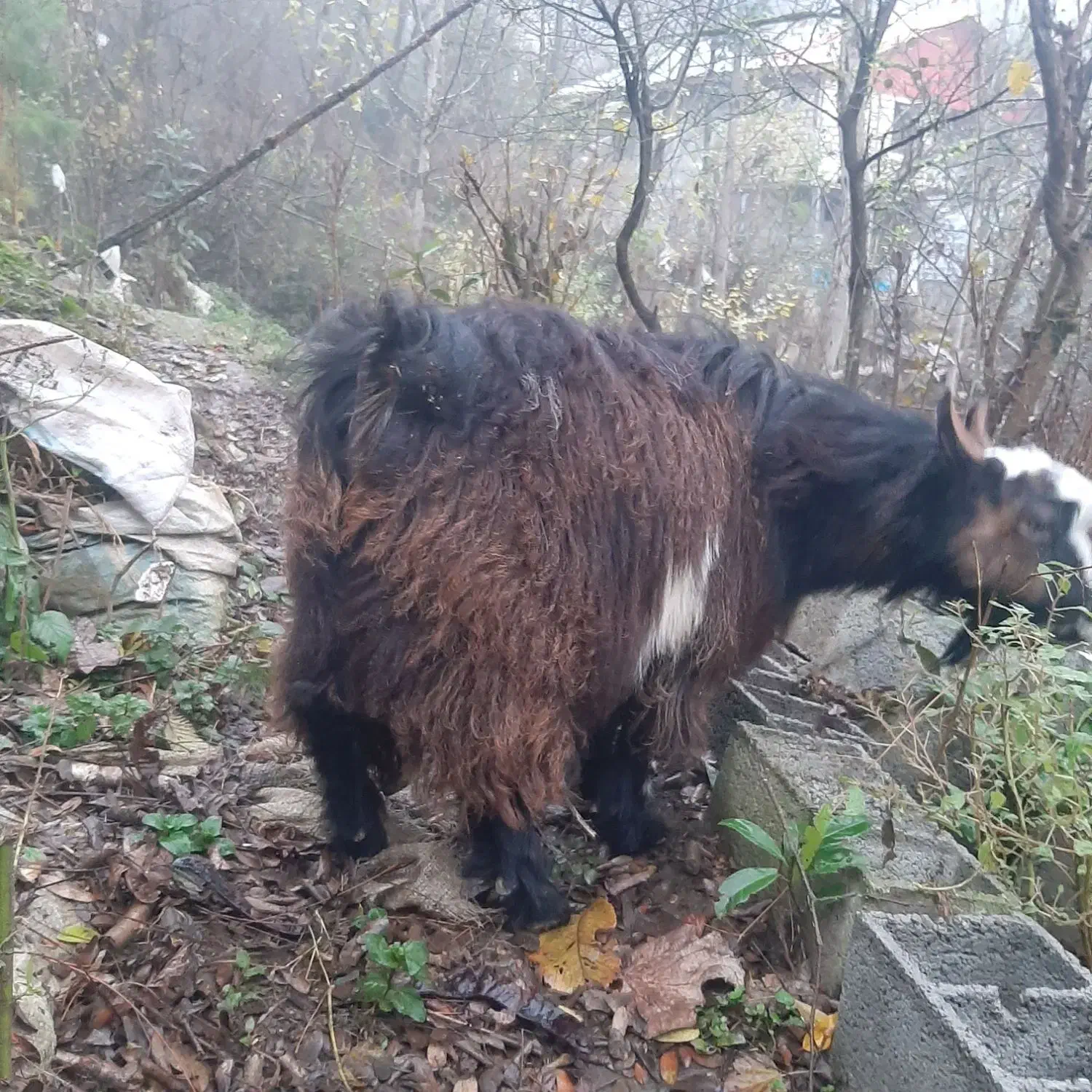 یک راس بز نر چاق سالم|حیوانات مزرعه|اطاقور, |دیوار