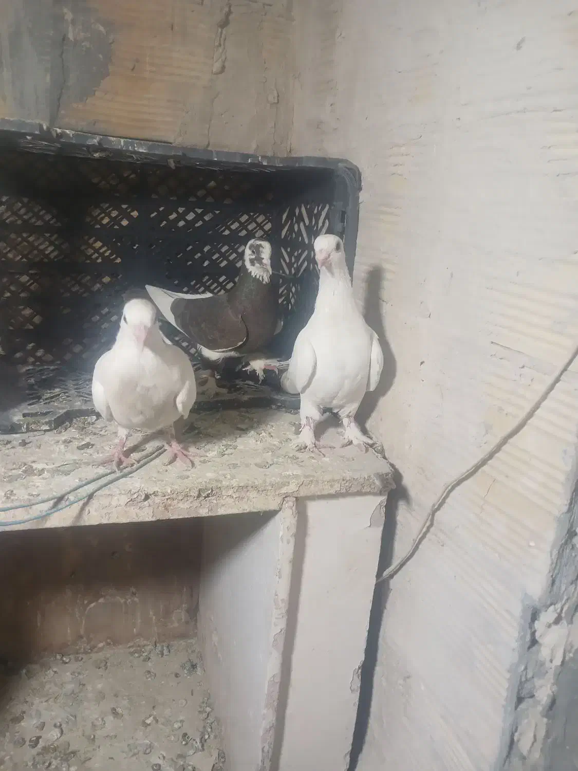 کبوتر|پرنده|تبریز, |دیوار