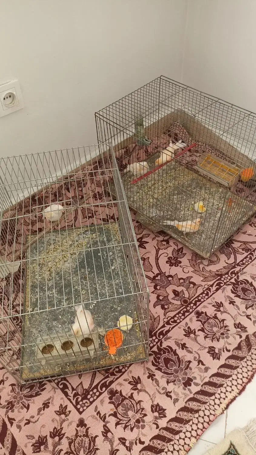 پرنده|پرنده|بومهن, |دیوار