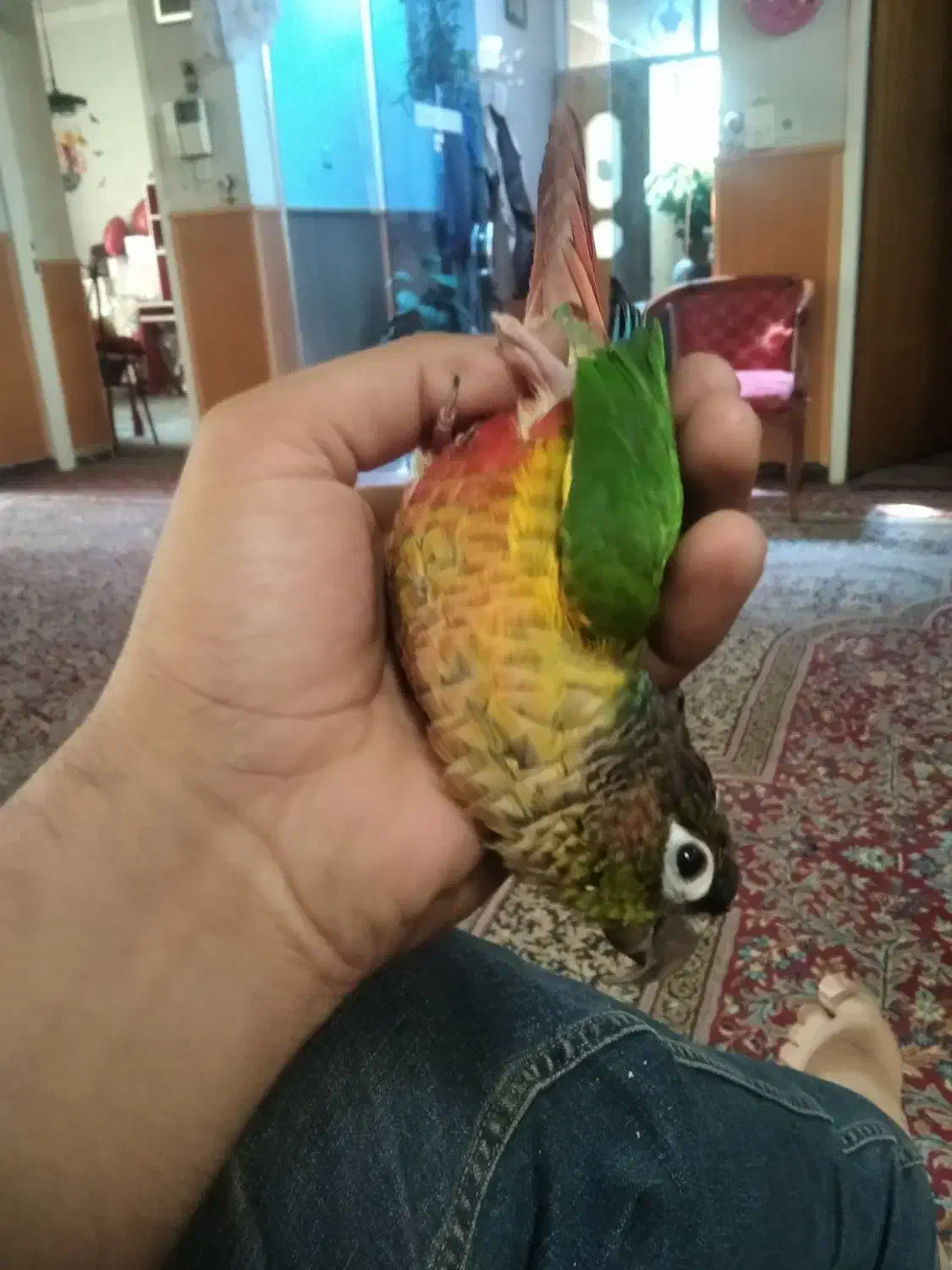 طوطی گریچینگ گم شده خ اخلاقی|حیوانات|کرمان, |دیوار