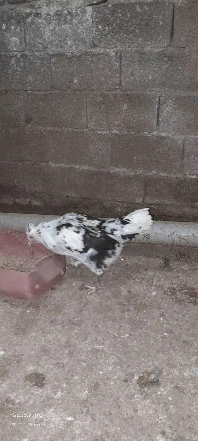 خروس و مرغ و گلین|حیوانات مزرعه|ساری, |دیوار