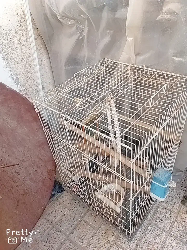 قفس طوطی|لوازم جانبی حیوانات|مشهد, پایین خیابان|دیوار