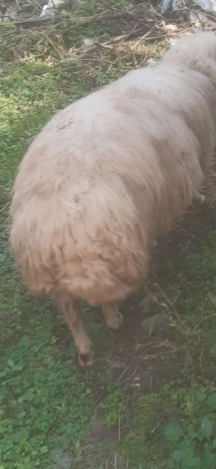 گوسفندنرقوچ وبره ماده|حیوانات مزرعه|ماکلوان, |دیوار