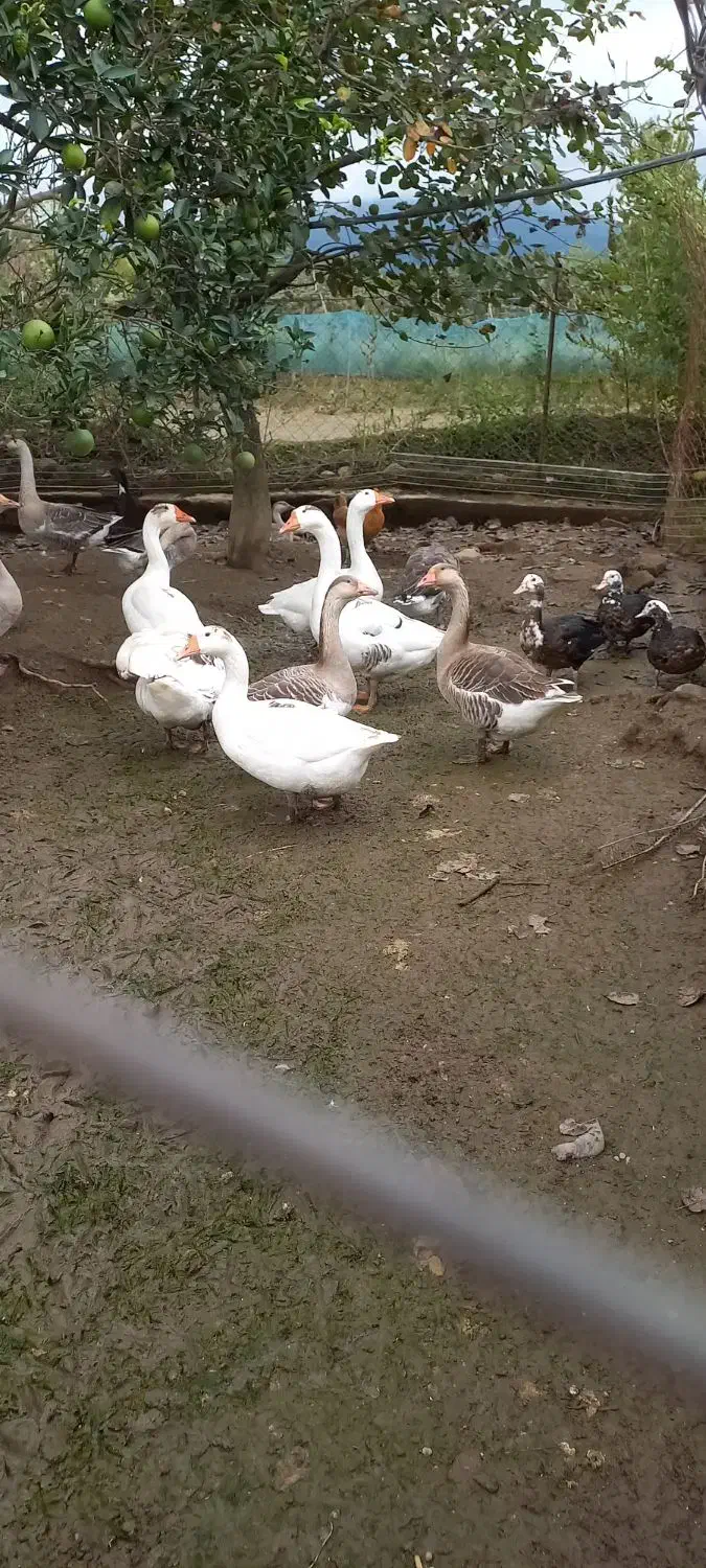 فروش تعدادی اردک اسرائیلی و غاز|حیوانات مزرعه|کلاچای, |دیوار