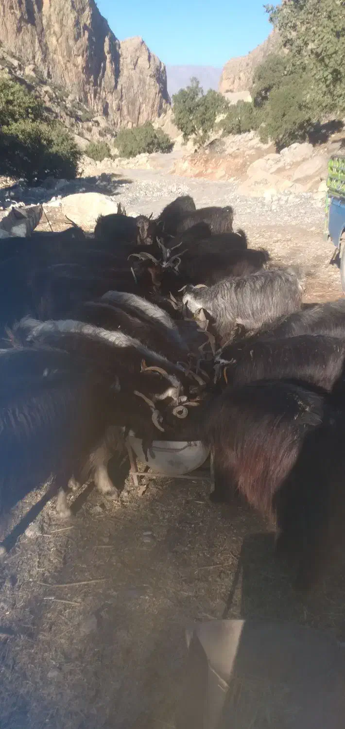 فروش ۲۰عددبز وبزغاله جوان وچاق|حیوانات مزرعه|دره شهر, |دیوار