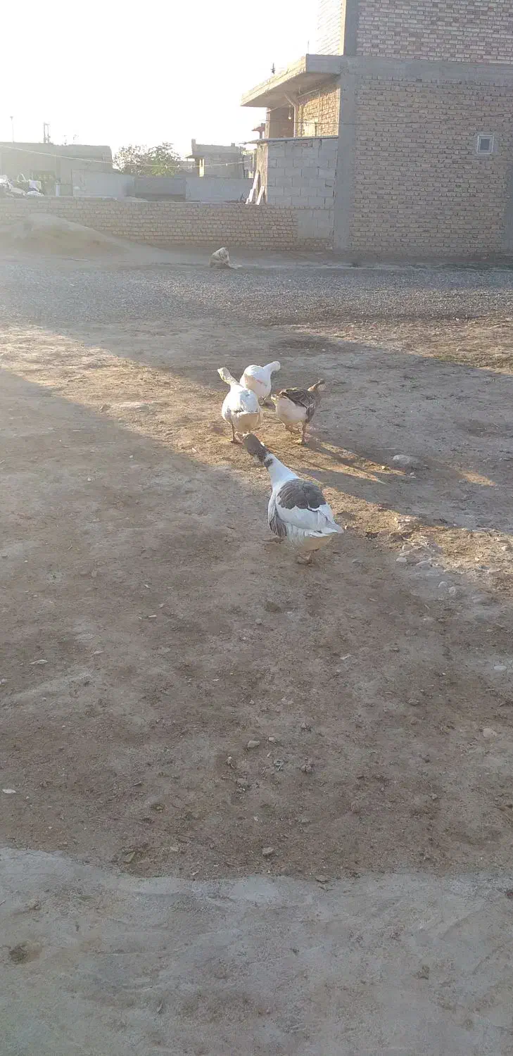 غاز فروشی|حیوانات مزرعه|گنبد کاووس, |دیوار