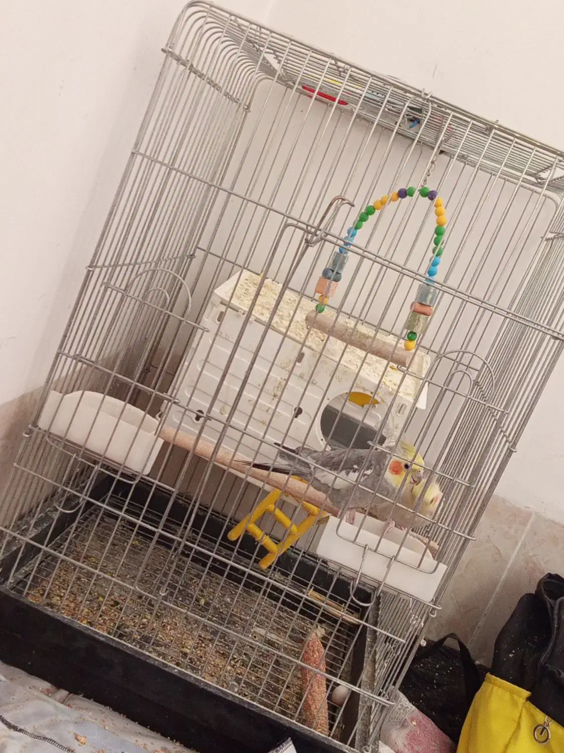 عروس هلندی|پرنده|ارسنجان, |دیوار