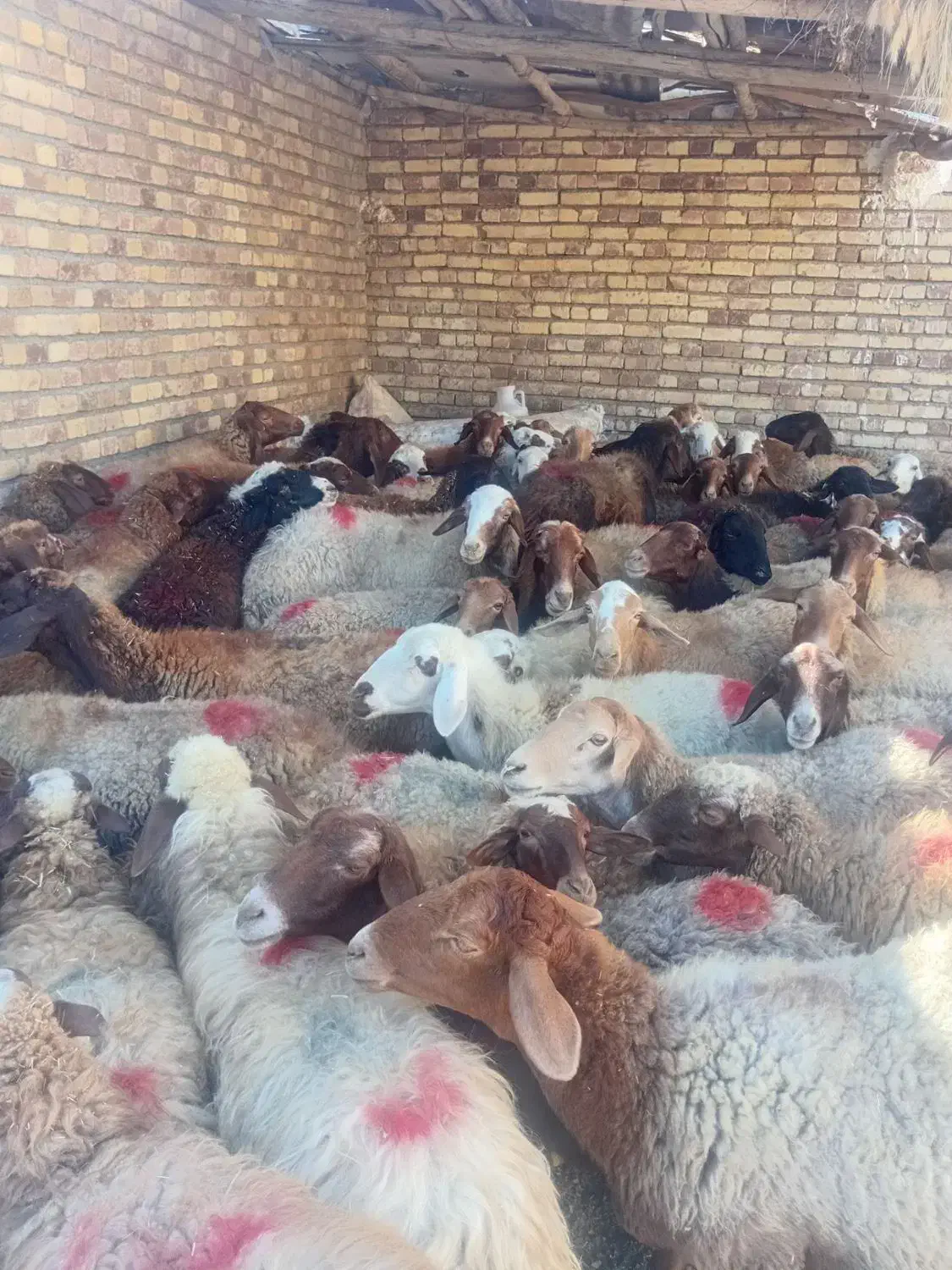 شصت راس میش ابستن اول شکم و دوم شکم|حیوانات مزرعه|اسدآباد, |دیوار