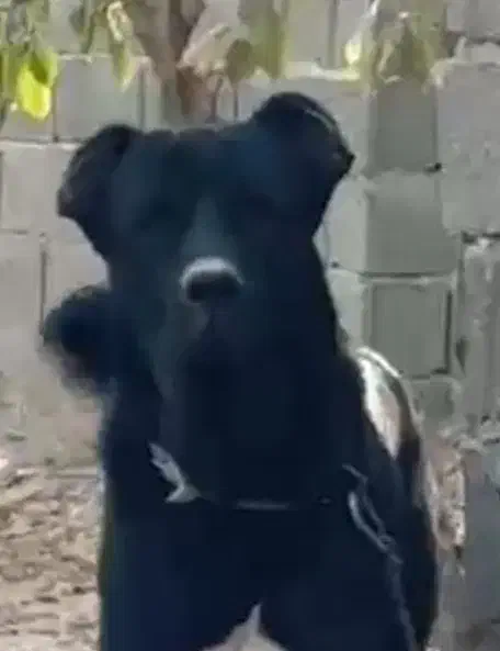 سرابی باشجره|سگ|ماهدشت, |دیوار