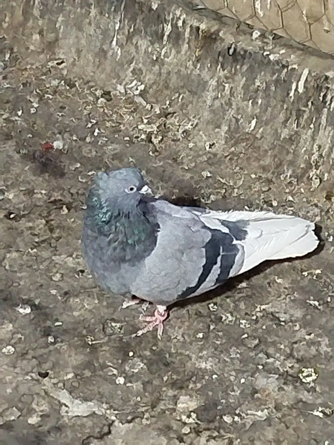 1عددماده|پرنده|پاکدشت, خاتون آباد|دیوار