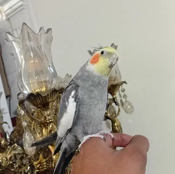 عروس هلندی سخنگو ۶ کلام|پرنده|تهران, ابوذر|دیوار