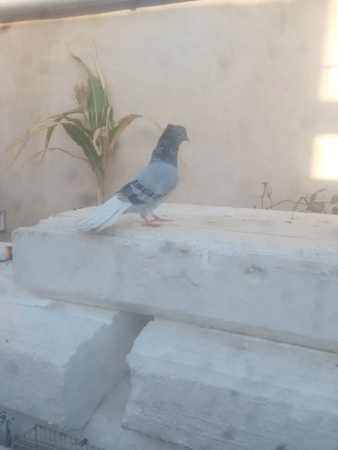 کبوتر (کفتر) دم سفید|پرنده|مشهد, ادیب نیشابوری (شهرک غرب)|دیوار