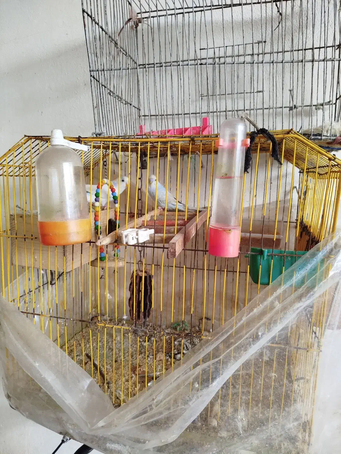 مرغ عشق|پرنده|لاهیجان, لیالستان|دیوار