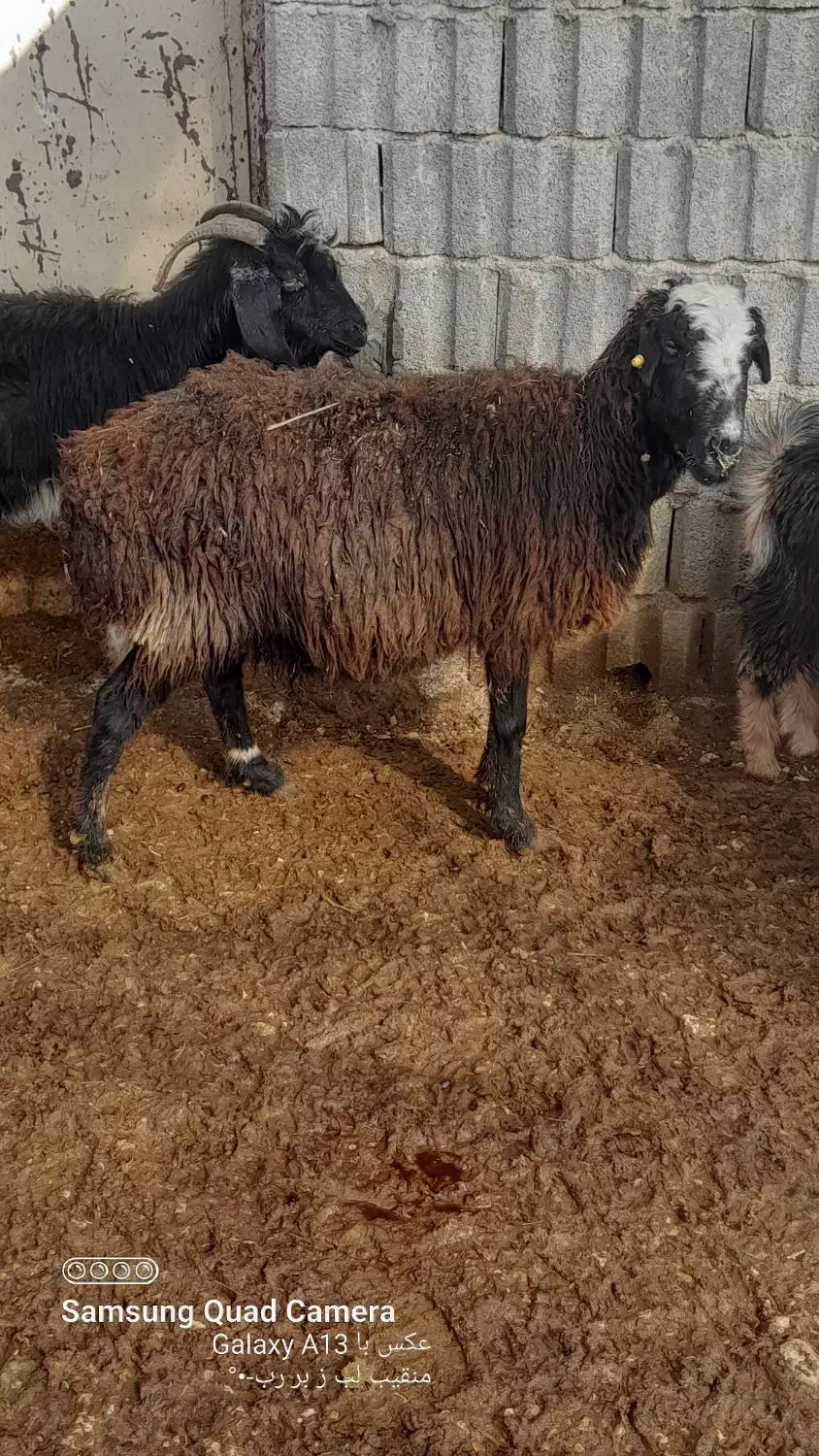 کهره میش بره دار بره سبک ومیش چاق وبز چاق پروار|حیوانات مزرعه|مرودشت, ده بید|دیوار