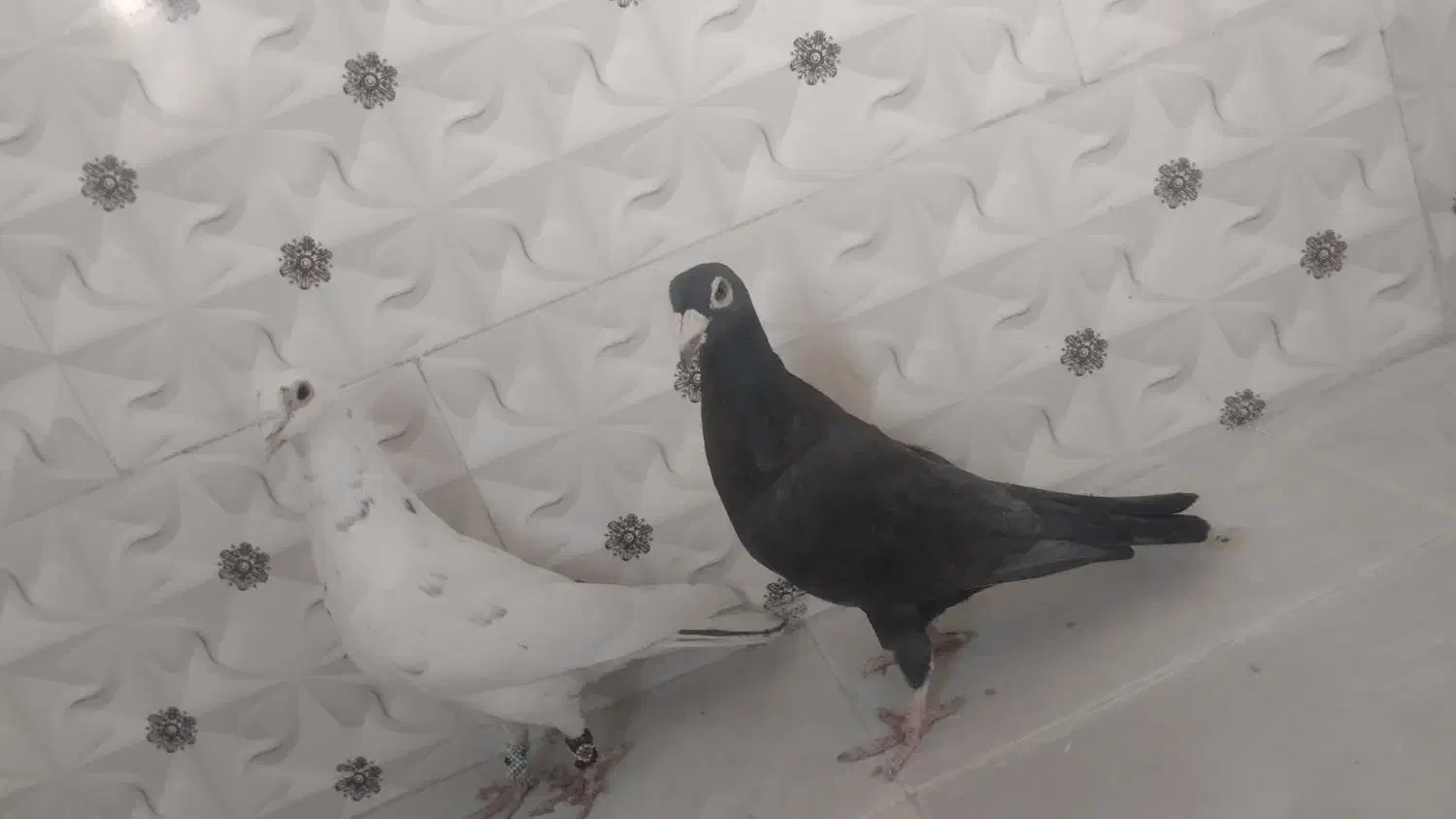 کبوتر|پرنده|خاش, |دیوار