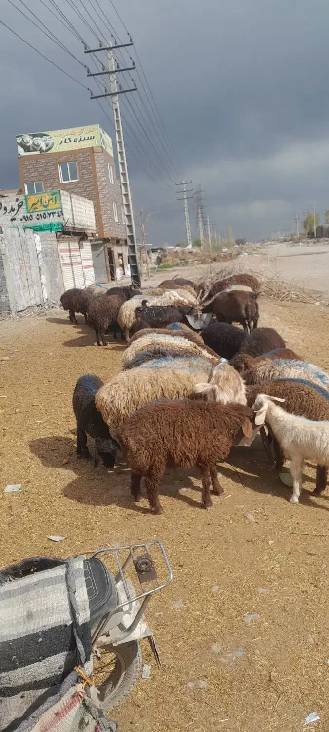 ۲ راس بره ماده سبک مخصوص نگهداشت و خون مناسب|حیوانات مزرعه|مشهد, همت آباد|دیوار