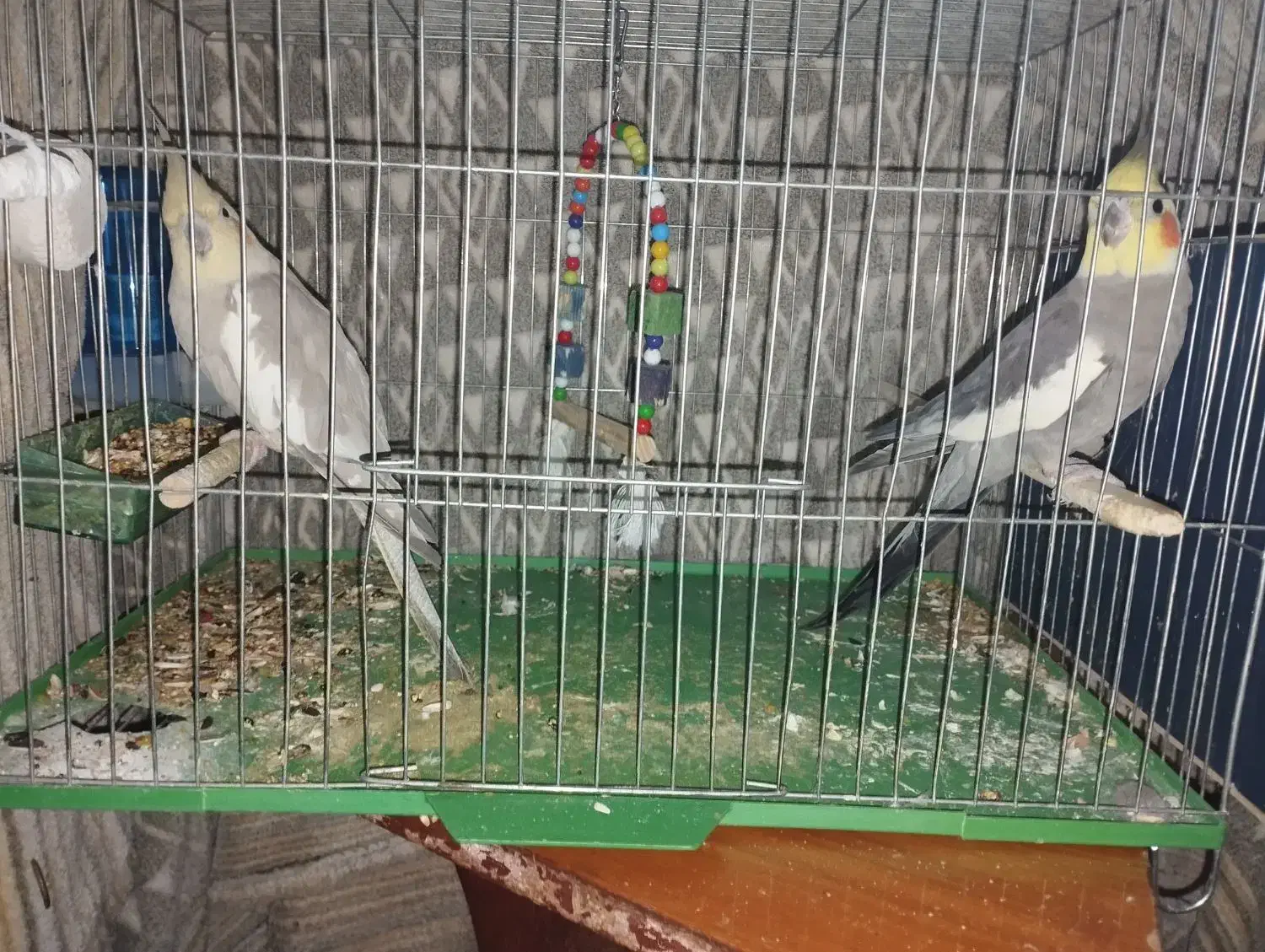 عروس هلندی|پرنده|بافت, |دیوار