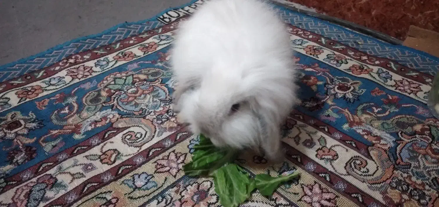 خرگوش|موش و خرگوش|بندر امام خمینی, |دیوار