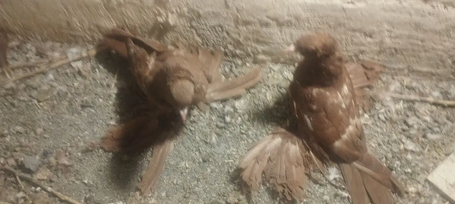 جفت کبوتر پاپر کاکلی خیلی قشنگ سر حال|پرنده|پیرانشهر, |دیوار