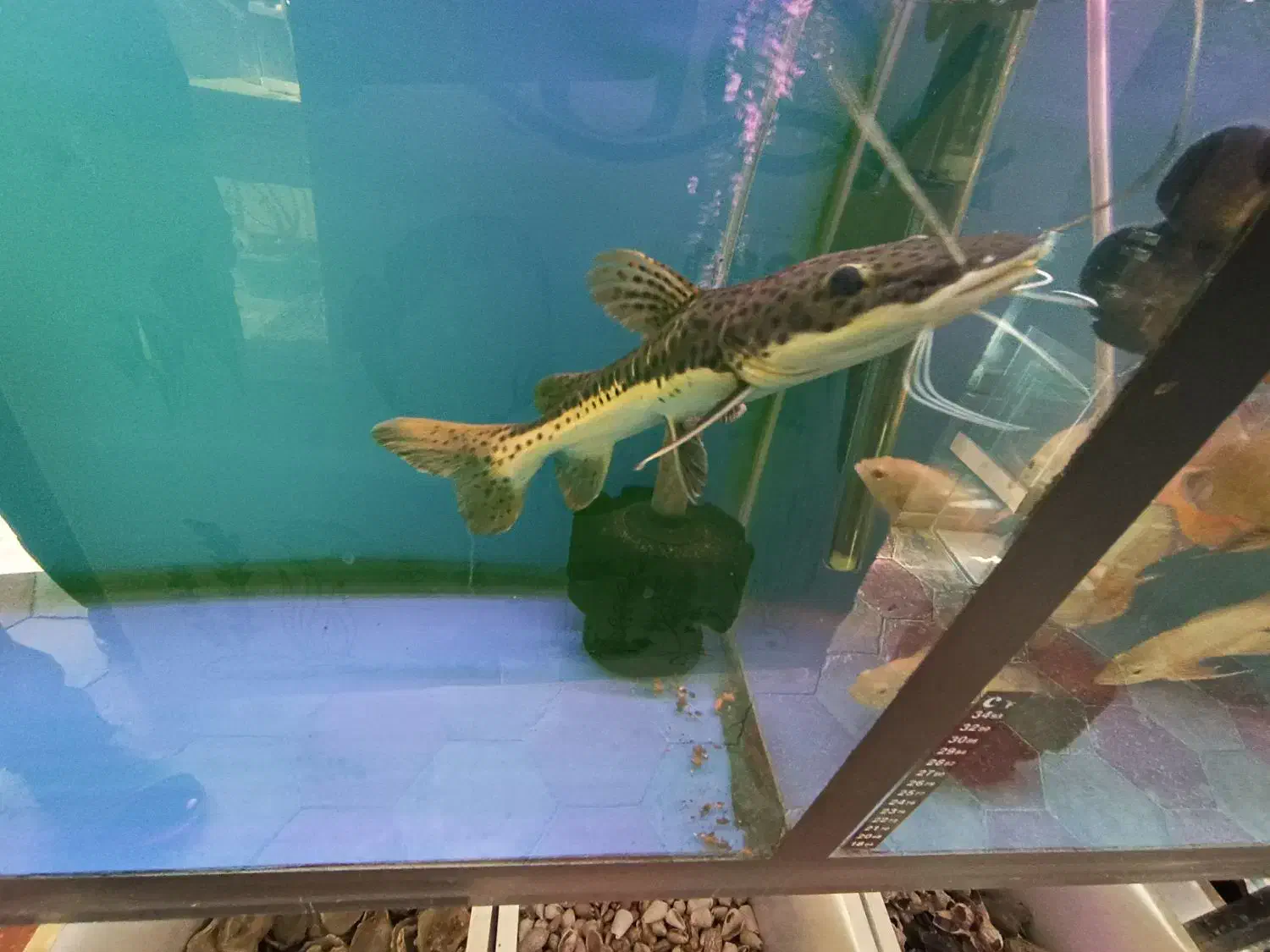 دراگون|ماهی|اردبیل, |دیوار