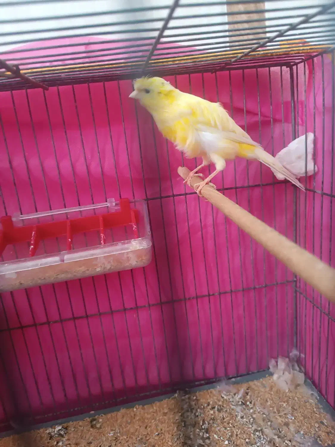 قناری نر برا فروش|پرنده|کرمان, |دیوار