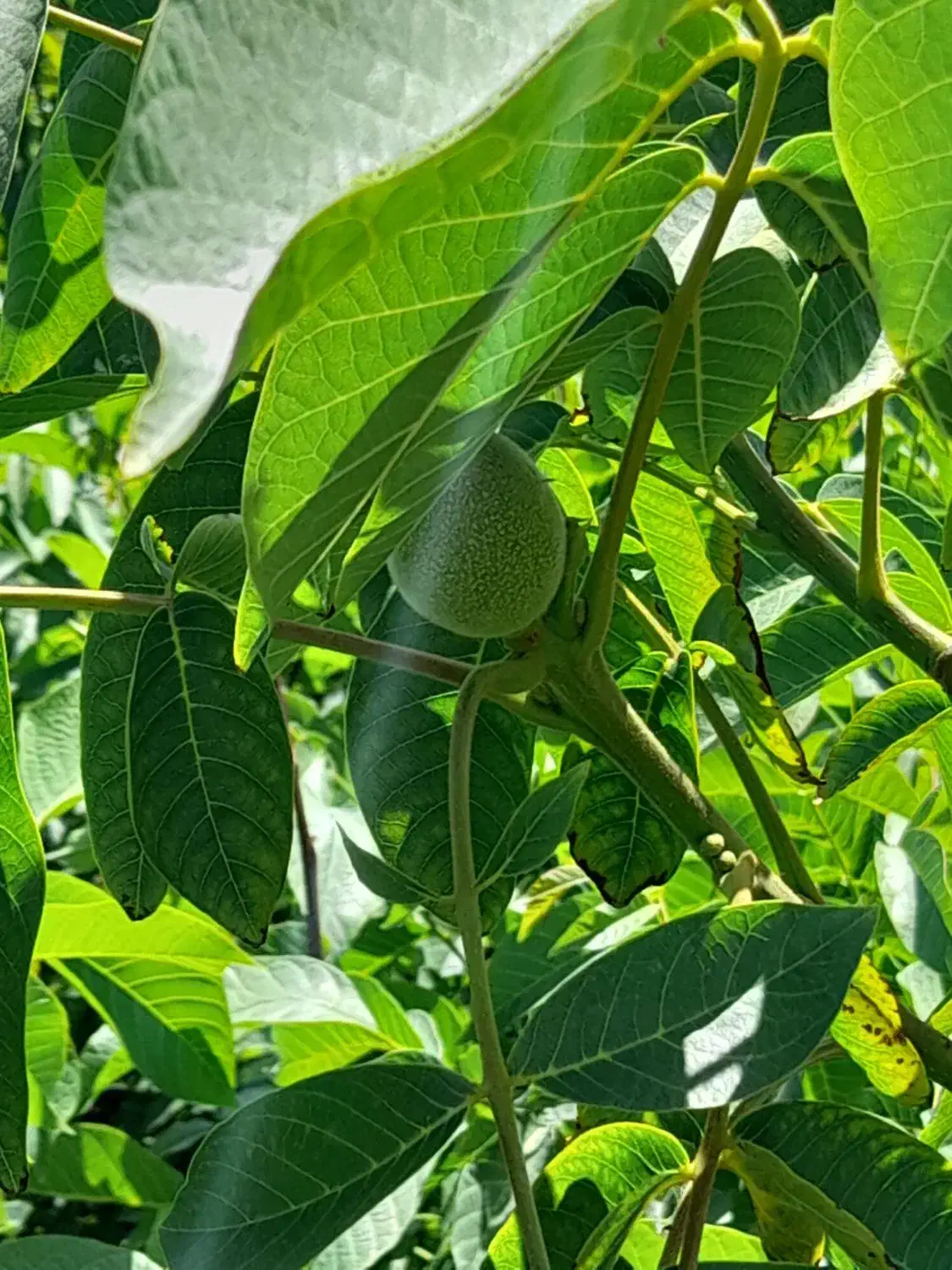 فروش انواع نهال ها|خدمات باغبانی و درختکاری|میاندوآب, |دیوار