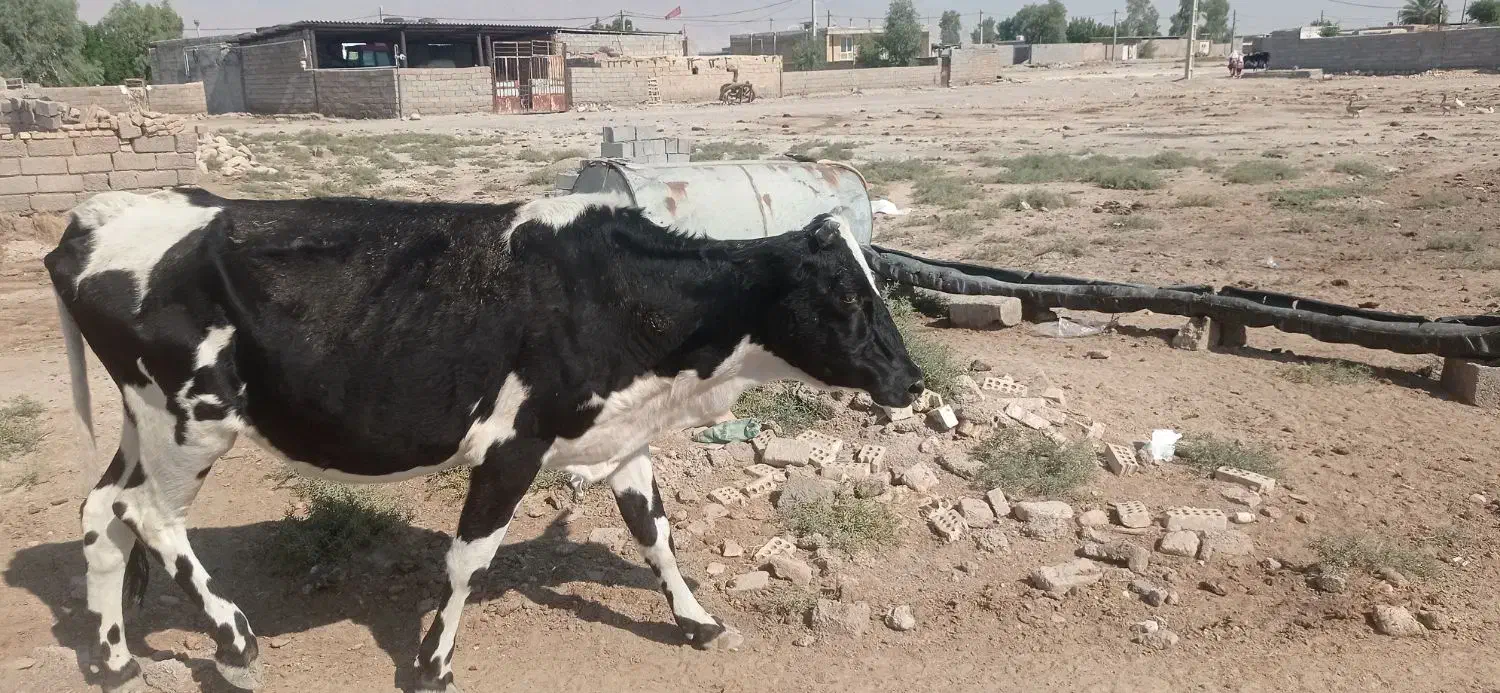 گاو فروشی|حیوانات مزرعه|دهلران, |دیوار