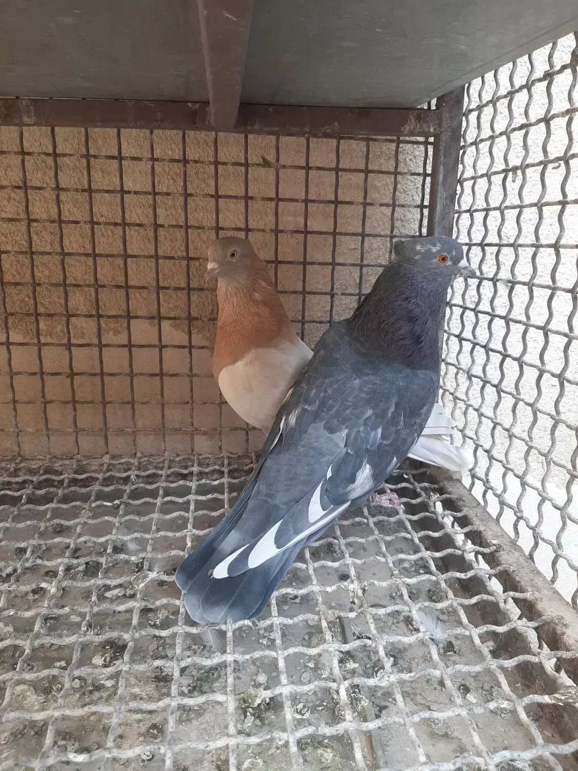 کفترجنس|پرنده|جوادآباد, |دیوار