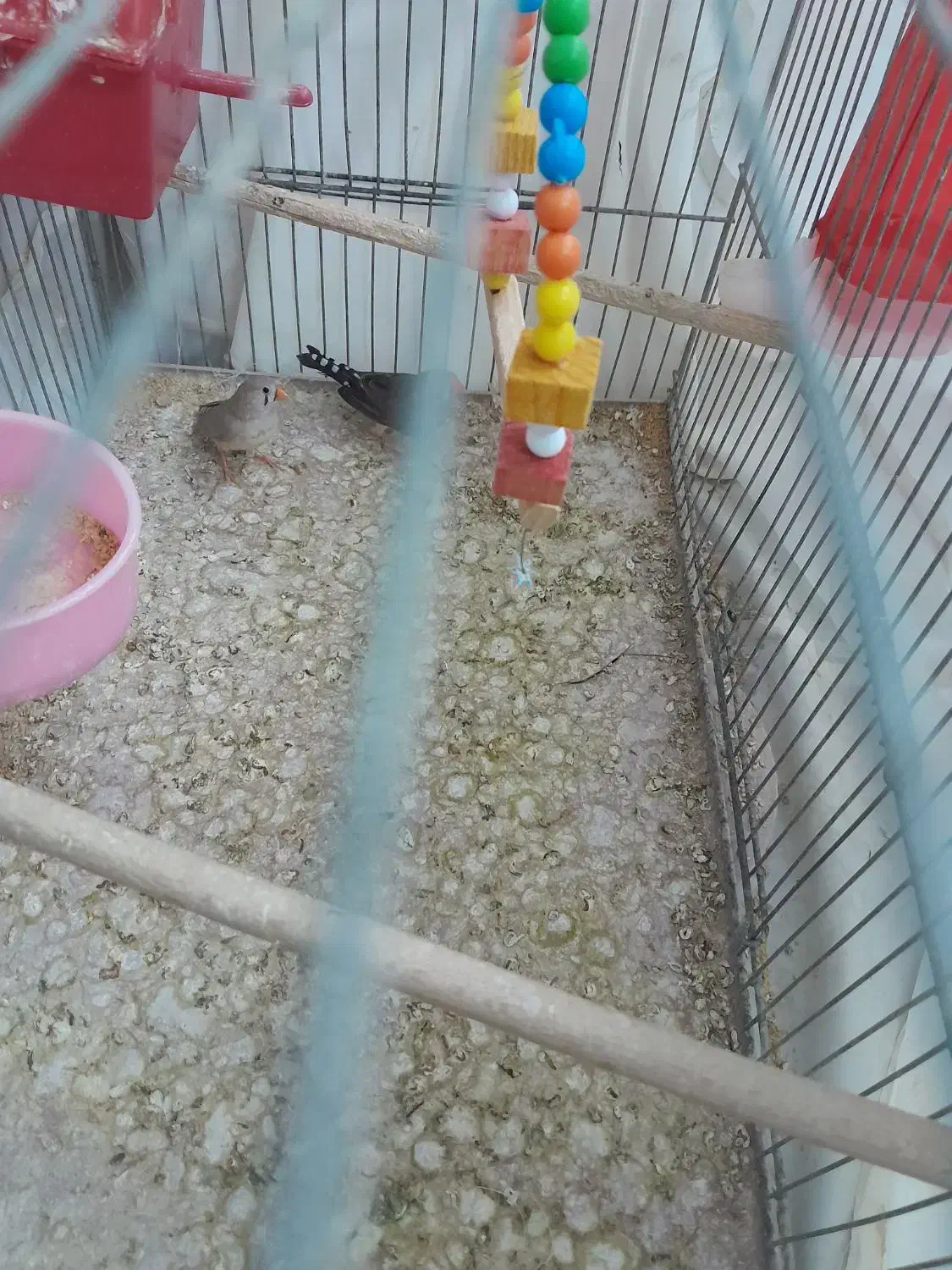 فنج|پرنده|قم, وادی السلام|دیوار