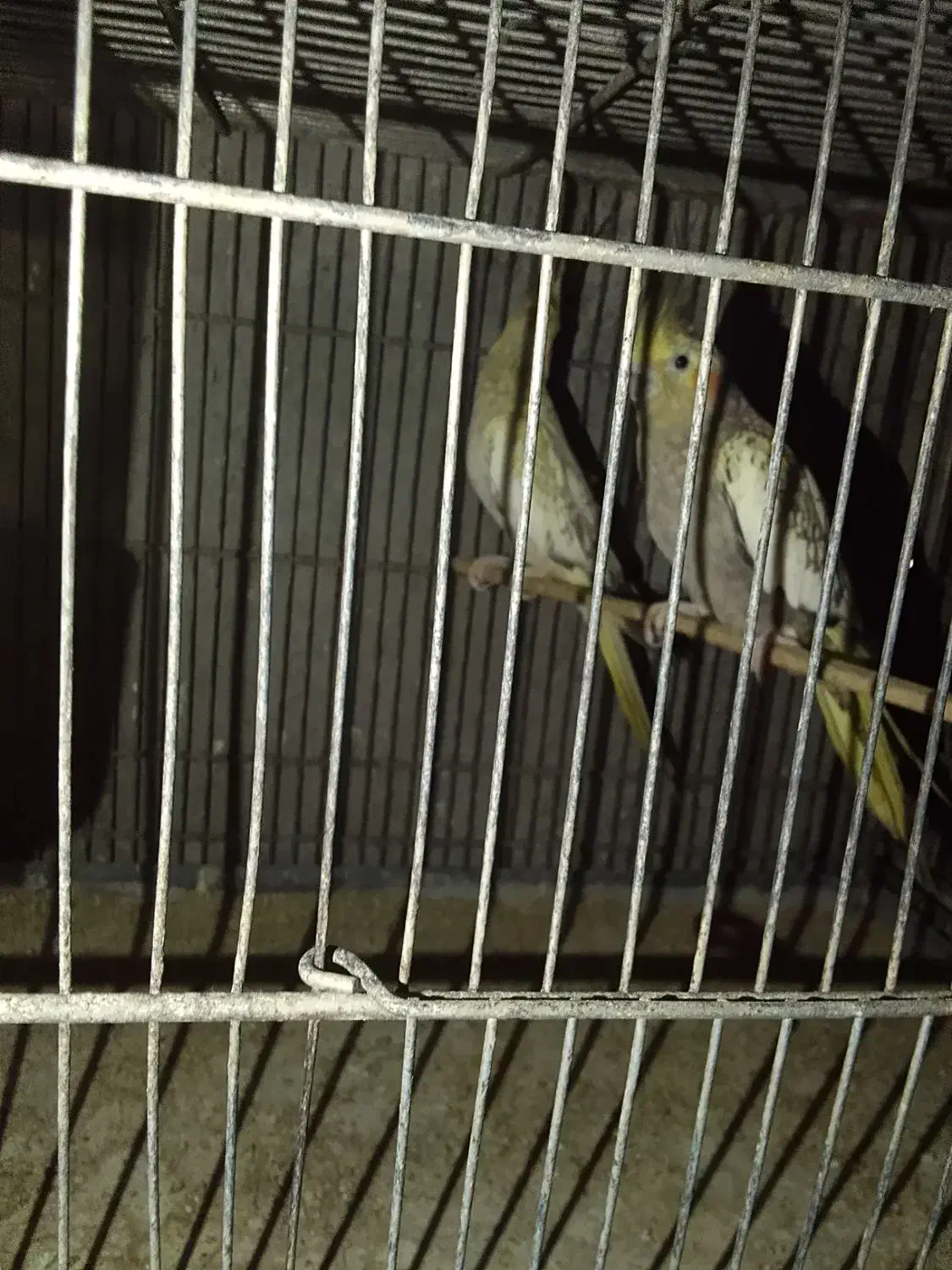 عروس هلندی|پرنده|بندرعباس, |دیوار